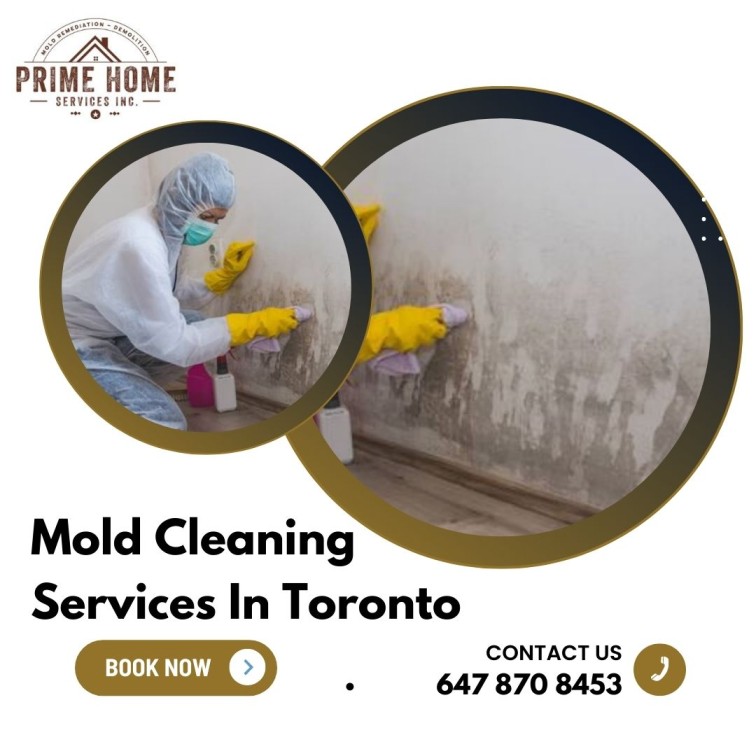 Mold Cleaning Services In Toronto – Prime Home Services